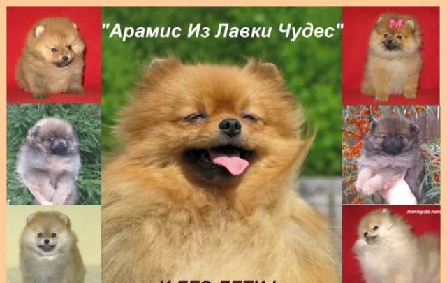 Шпиц померанский карликовый  кобель для вязки Москва