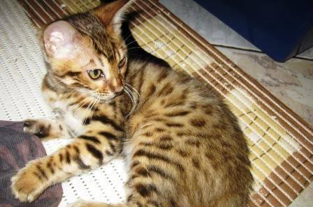 Котята бенгальские Анапа