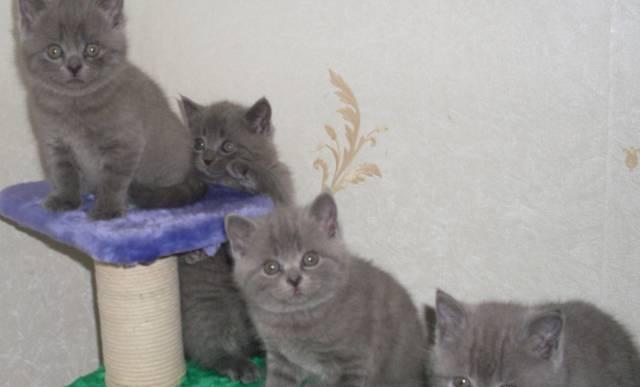 Британские кошечки Нижний Новгород