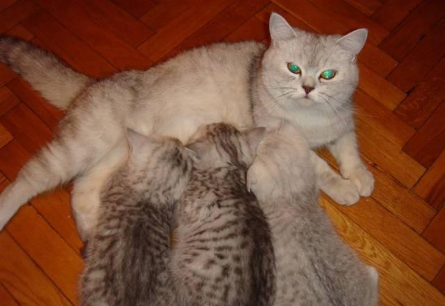Британские клубные котята - подари себе чудо Москва