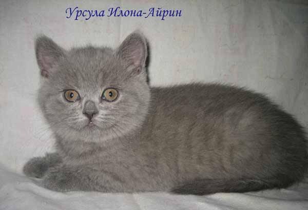 Вислоухие и британские котята Москва