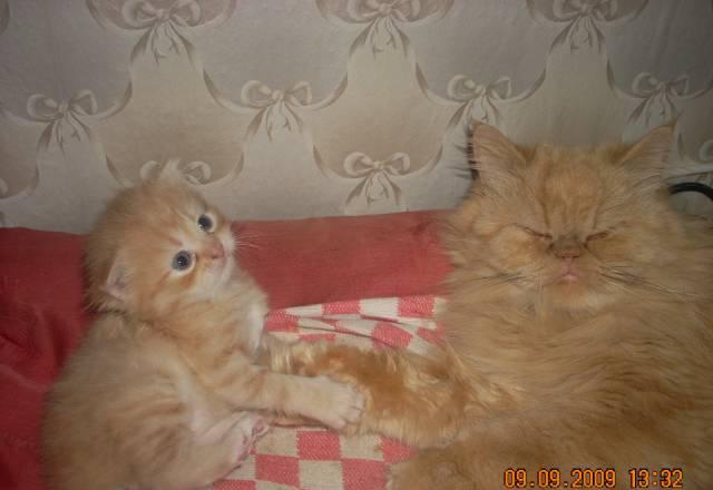 Котята полуперсы Казань
