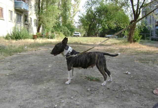 Вязка Саратов