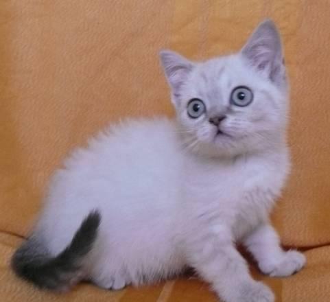 Шотландская кошечка (голубой линкс) скоттиш-страйт Санкт-Петербург