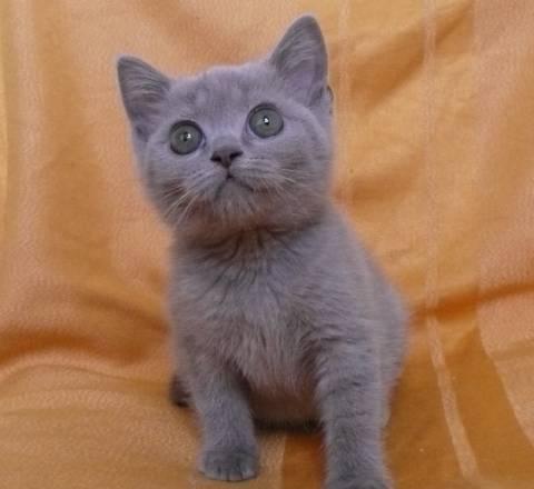 Шотландская лиловая кошечка скоттиш-страйт Санкт-Петербург
