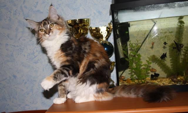 Котята Мейн кун Москва