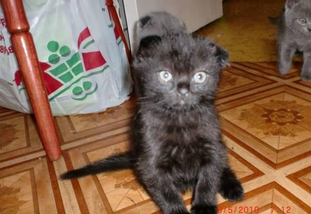 2 Котенка мальчика Москва
