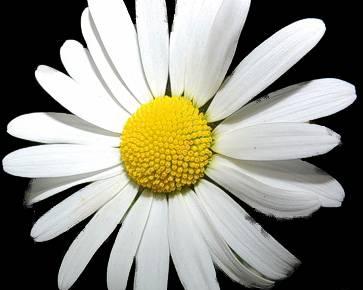 Прачечная Ромашка Санкт-Петербург