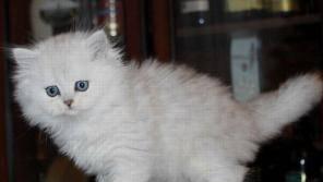 Котята персидские серебристые шиншиллы Москва