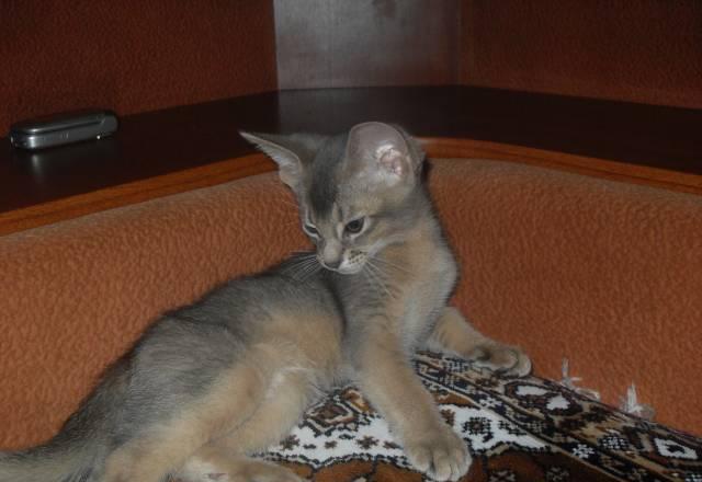 Абиссинские котята Нижний Новгород