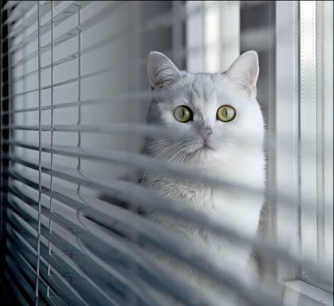 Жалюзи  на  окна Москва