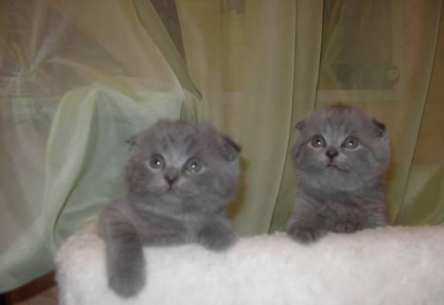 Шотландские котята Нижний Новгород