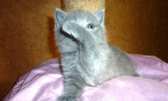 Голубые и шоколадные  шалуны Москва