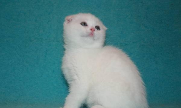 Шотландская Вислоухая кошечка Snow-white Queen Москва