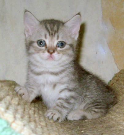 СКоттиши котята 2мс таби,серебро,Вискас Москва