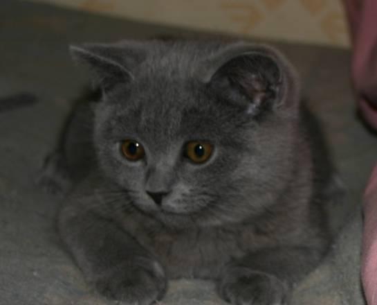 Клубная британка с документами Москва