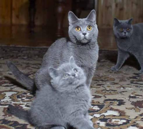 Приглашаем посетить наш Питомник и выбрать котенка Москва