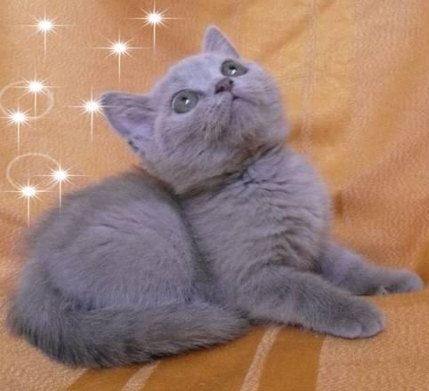Шотландская лиловая кошечка, скоттиш-страйт Санкт-Петербург