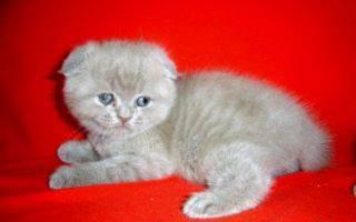 Супер котик фолд, для плем работы и души Москва