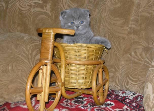 Красивый  шотланский  вислоухий  котик Москва