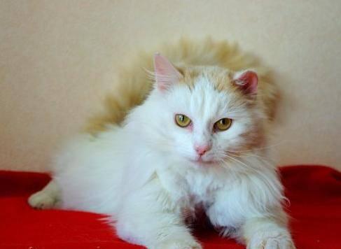 Шикарный, добродушный Пуфик, котик 1,5г Москва