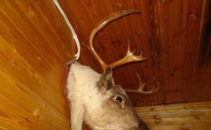 Чучело головы северного оленя Санкт-Петербург