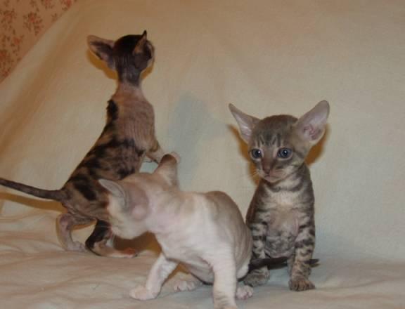 Корниш-рекс  кудрявые кошки, которые не линяют Москва