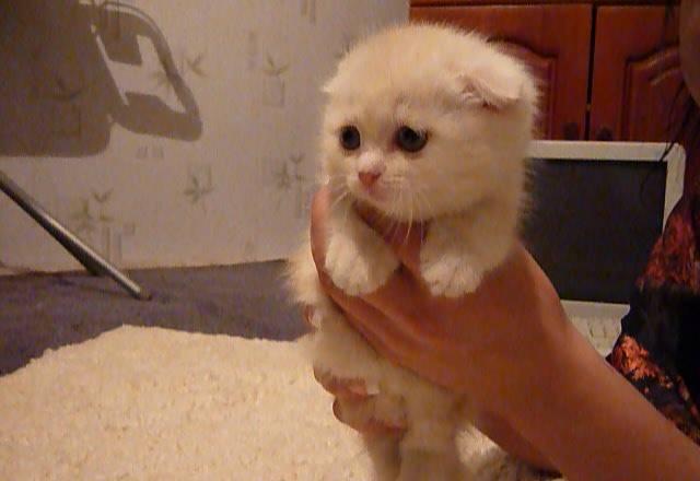 Продам вислоухого котенка Красноярск