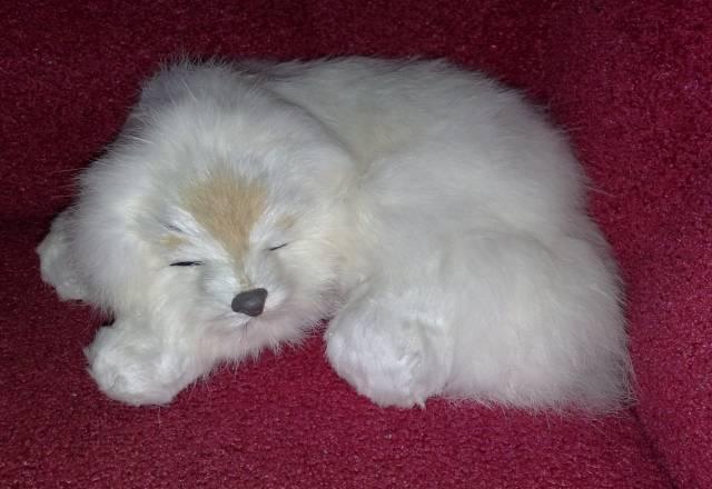 Собачки Москва