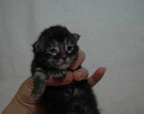Котята породы мейн кун Москва