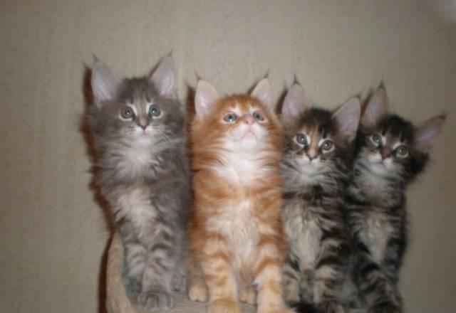 Котята мейн кун Москва