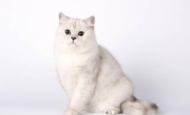 Британский кот приглашает кошечек на вязку Пермь
