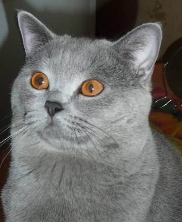 Вязки с котом  скоттиш страйт Москва