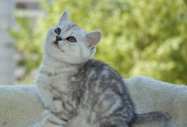 Британский котёноек Самара