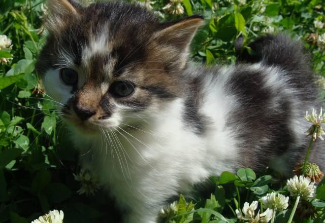 Отдам котят в хорошие руки Краснодар