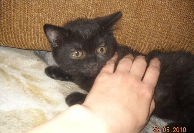 Шотландский котенок шоколадная девочка 3 мес Москва