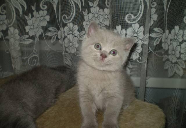Британские котята Серпухов
