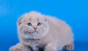 Короткошерстные шотландские котята Брид-Класса Москва