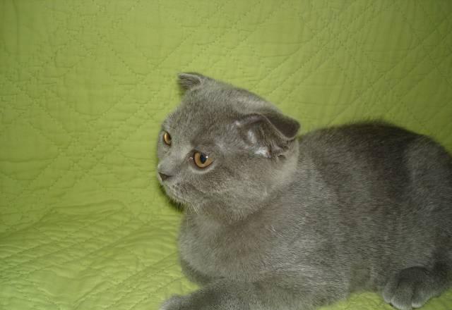 Шотландские коты Москва