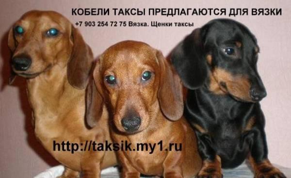 Щенки таксы. Такса вязка, случка, кобель таксы на вязку. Москва