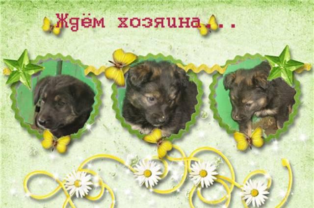 Они ищут дом Москва