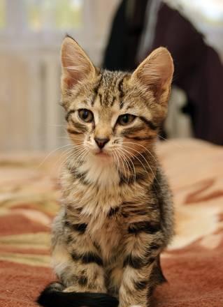 Котята Сыктывкар