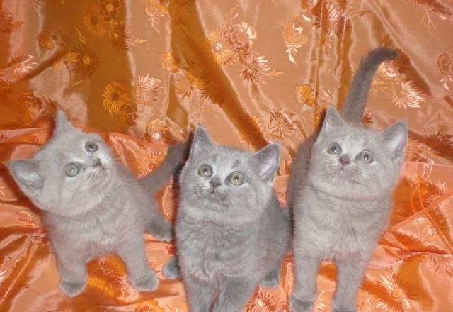Продам британских котяток (девочки) Москва