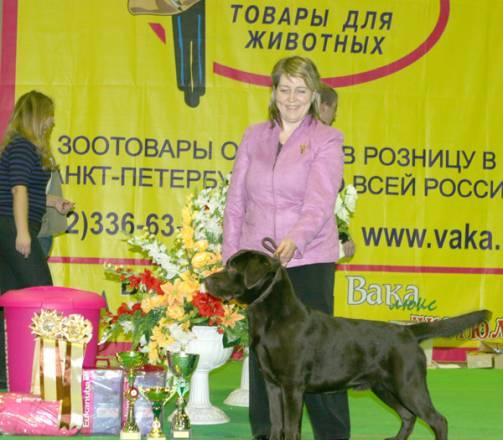 Шоколадные щенки Санкт-Петербург