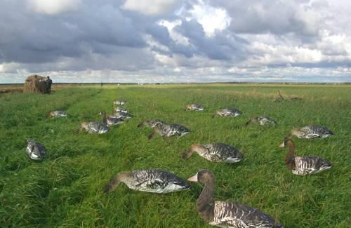 Флюгера белолобого гуся 10 шт Санкт-Петербург