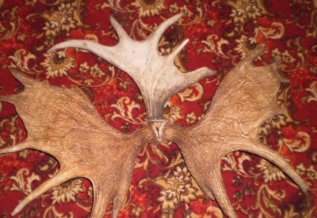 Рога лося Королев