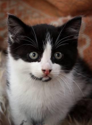 Котенок Санкт-Петербург
