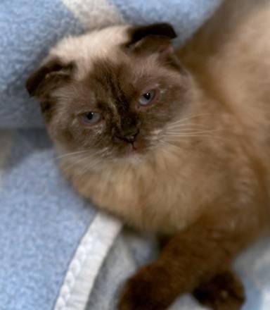 Отдам в заботливые руки клубную вислоухую кошечку Санкт-Петербург