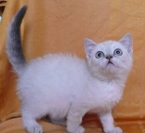 Шотландская кошечка (голубой линкс) скоттиш-страйт Санкт-Петербург