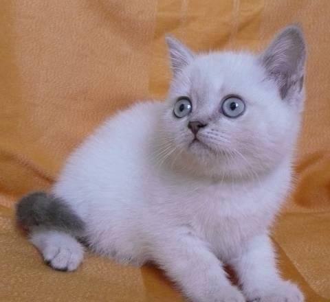 Шотландская кошечка, (лиловый линкс) Санкт-Петербург